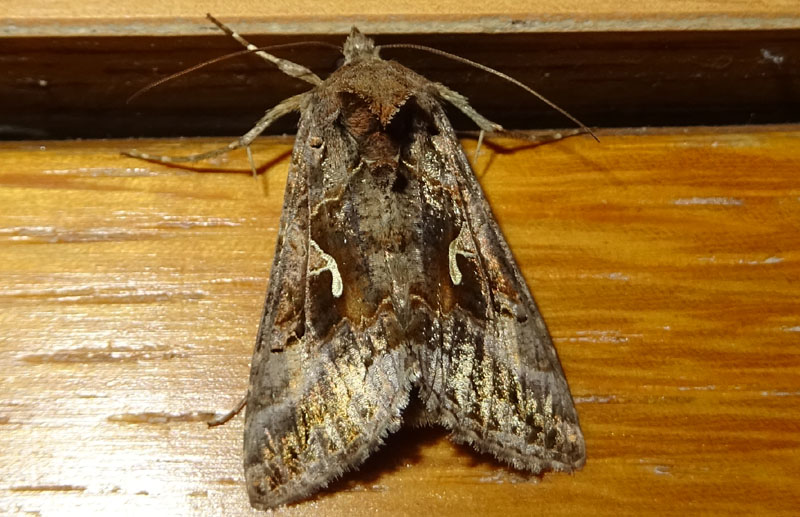 Autographa gamma - Noctuidae